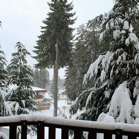 Pm Services Flora Borovets